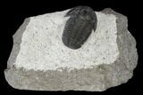 Detailed Gerastos Trilobite Fossil - Morocco #118998-1